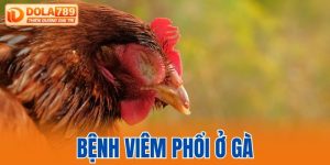 bệnh viêm phổi ở gà