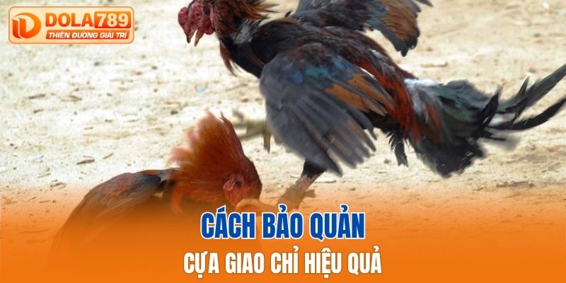 Cách bảo quản cựa Giao Chỉ hiệu quả