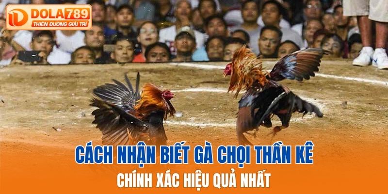 Cách nhận biết gà chọi thần kê chính xác hiệu quả nhất