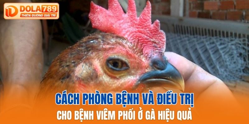 Cách phòng bệnh và điều trị cho bệnh viêm phổi ở gà hiệu quả