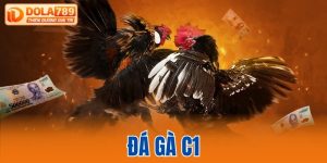 đá gà C1