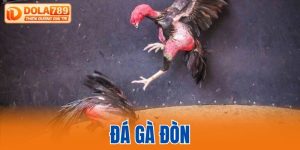 Đá gà đòn