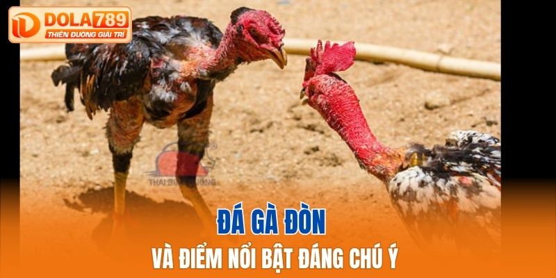 Đá gà đòn và điểm nổi bật đáng chú ý