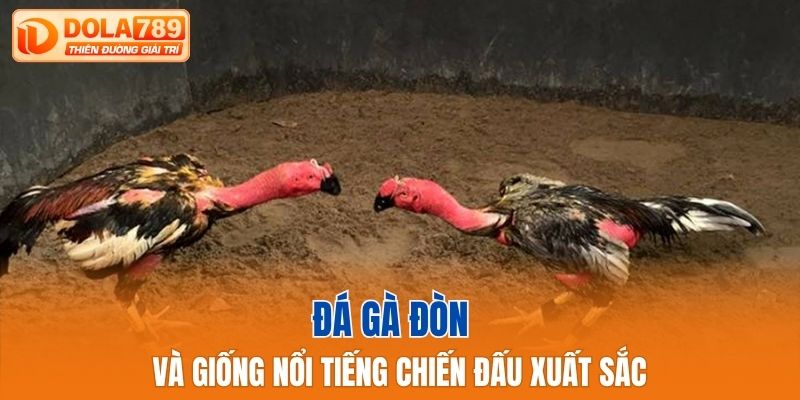 Đá gà đòn và giống nổi tiếng chiến đấu xuất sắc