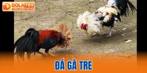 Đá gà tre