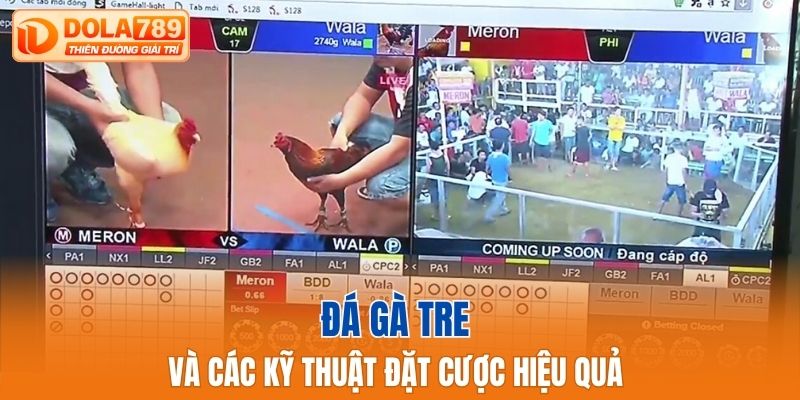 Đá gà tre và các kỹ thuật đặt cược hiệu quả