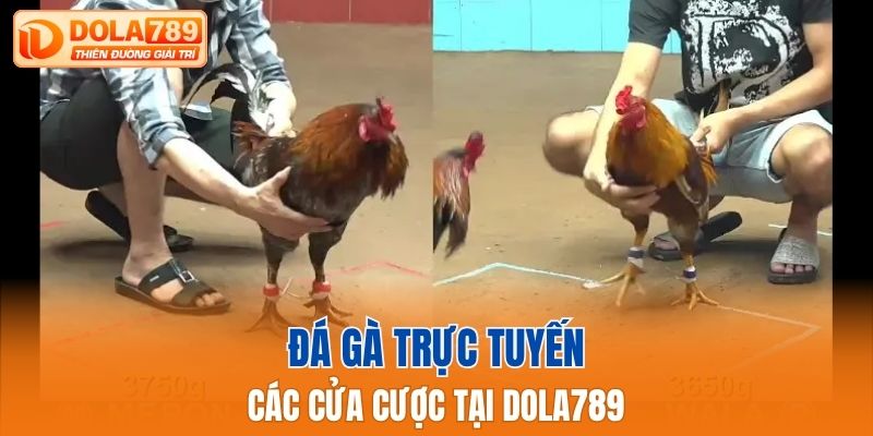 Các cửa cược đá gà trực tuyến tại Dola789