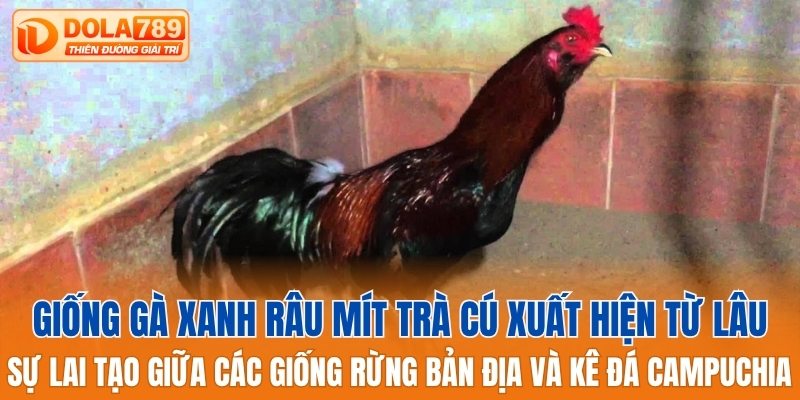 Đây sự lai tạo giữa các giống rừng bản địa và kê đá Campuchia