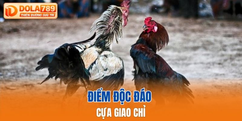Điểm độc đáo của cựa Giao Chỉ