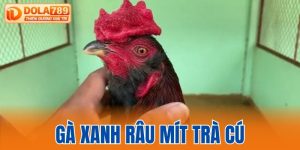 gà xanh râu mít Trà Cú