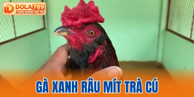 gà xanh râu mít Trà Cú