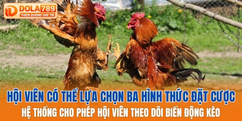 Hội viên có thể lựa chọn ba hình thức đặt cược