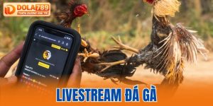 livestream đá gà