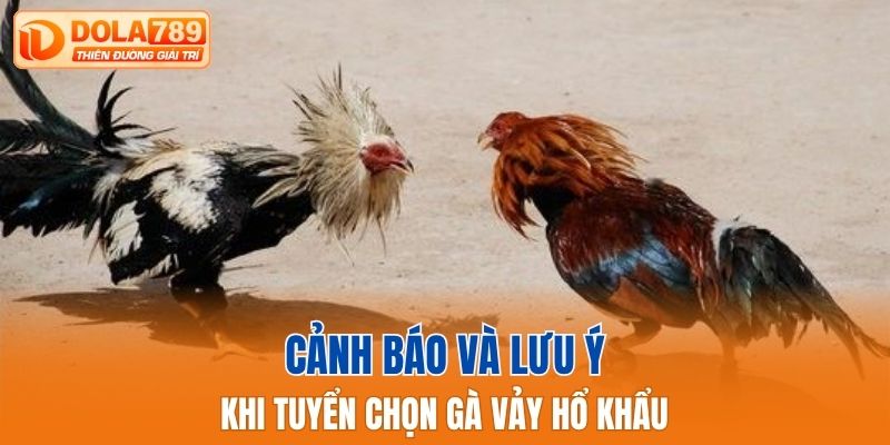 Cảnh báo và lưu ý khi tuyển chọn gà vảy hổ khẩu