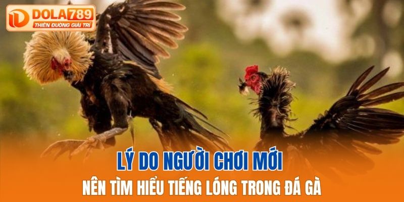 Lý do người chơi mới nên tìm hiểu tiếng lóng trong đá gà