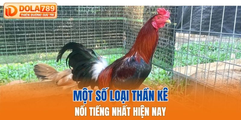 Một số loại thần kê nổi tiếng nhất hiện nay