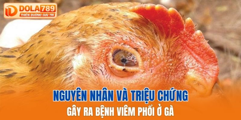 Nguyên nhân và triệu chứng gây ra bệnh viêm phổi ở gà