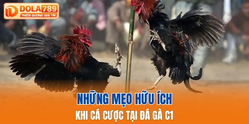 Những mẹo hữu ích khi tham gia đá gà C1