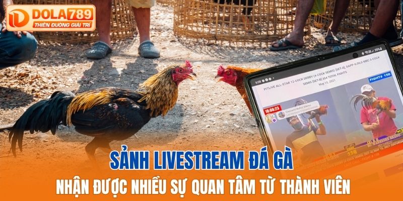 Sảnh livestream đá gà nhận được nhiều sự quan tâm từ thành viên