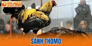 sảnh Thomo