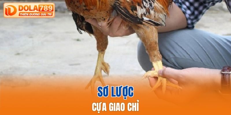 Sơ lược cựa Giao Chỉ