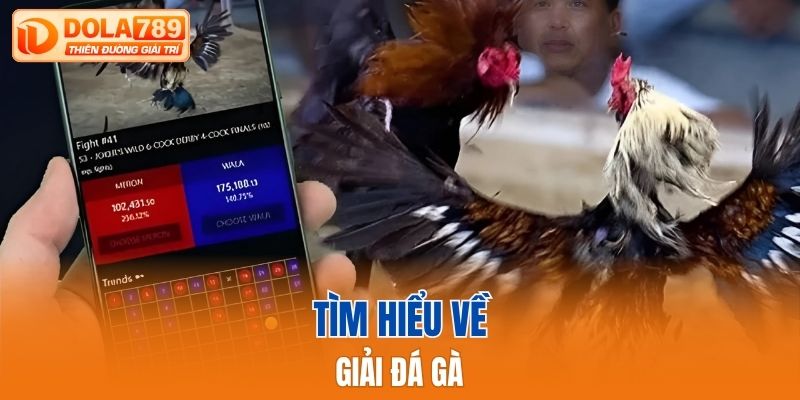 Tìm hiểu về giải đá gà