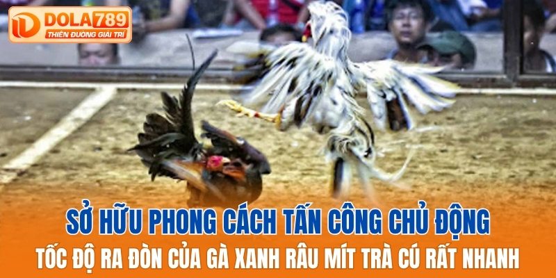 Tốc độ ra đòn của gà xanh râu mít Trà Cú rất nhanh