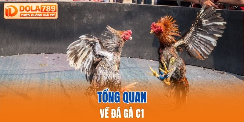 Tổng quan về đá gà C1
