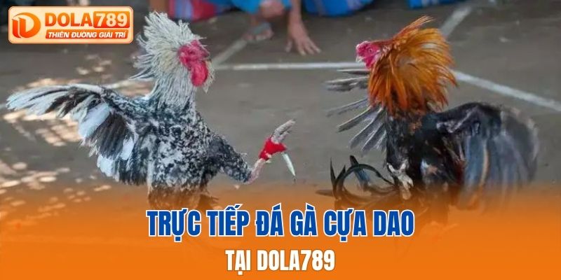 Trực tiếp đá gà cựa dao tại Dola789