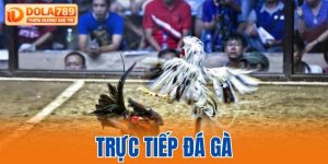 Trực tiếp đá gà