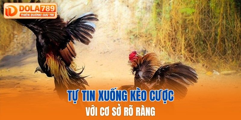 Tự tin xuống kèo cược với cơ sở rõ ràng