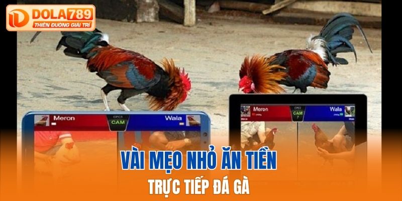 Vài mẹo nhỏ ăn tiền trực tiếp đá gà